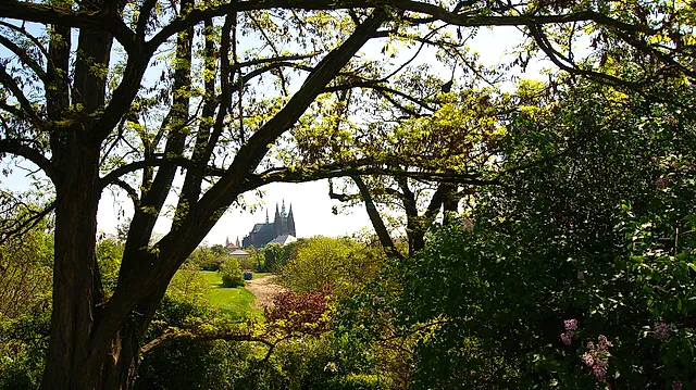 Eine dunkle gotische Kathedrale, durch die Äste eines großen Baumes gesehen, gerahmt von blühenden Fliederbüschen und einer grünen Wiese an einem hellen Frühlingstag.